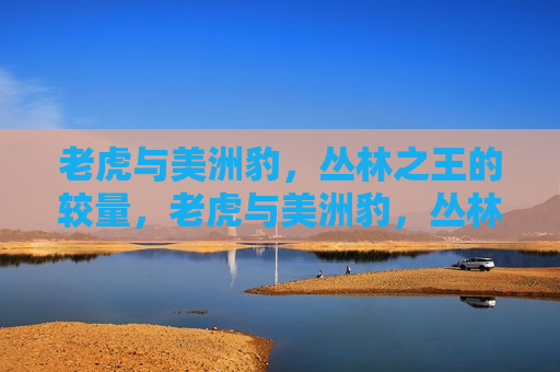老虎与美洲豹，丛林之王的较量，老虎与美洲豹，丛林王者之争，老虎与美洲豹，丛林王者之争启幕
