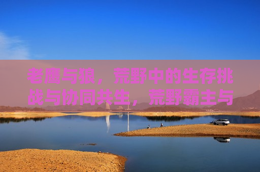 老鹰与狼，荒野中的生存挑战与协同共生，荒野霸主与独行猎手，老鹰与狼的协同共生与挑战，老鹰与狼，荒野中的协同共生与挑战  第1张