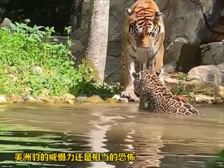 美洲虎vs东北虎(东北虎和美洲豹哪个更强一些)