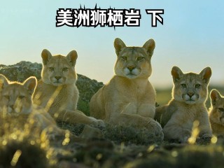 墨西哥美洲vs美洲狮(墨西哥美洲vs美洲狮比分预测)