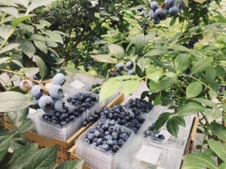 蓝莓直播(蓝莓直播7000要注册吗)