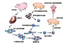 波鸿vs克隆(波鸿vs法兰克福预测)