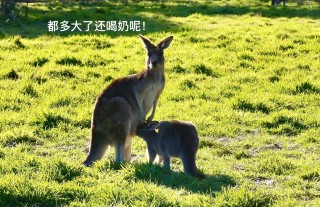 墨尔本袋鼠vs首都(澳洲袋鼠墨镜什么档次)