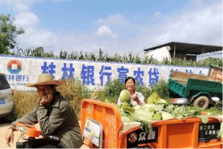 “输血”变“造血” 乡村金融助力永共哈密“甜出圈”
