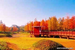 布吉足球场(布吉足球场免费)