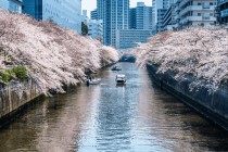 扎幌VS樱花(札幌vs东京fc比赛预测)