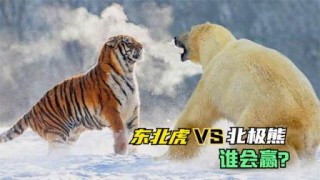 虎vs熊(虎vs熊那个更厉害?)