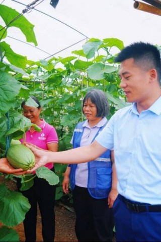 “输血”变“造血” 乡村金融助力永共哈密“甜出圈”