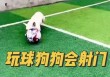 女足球狗(女子足球队的狗)