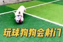 女足球狗(女子足球队的狗)