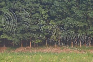 橡胶期货上下求索两难间 季节性弱势再笼罩