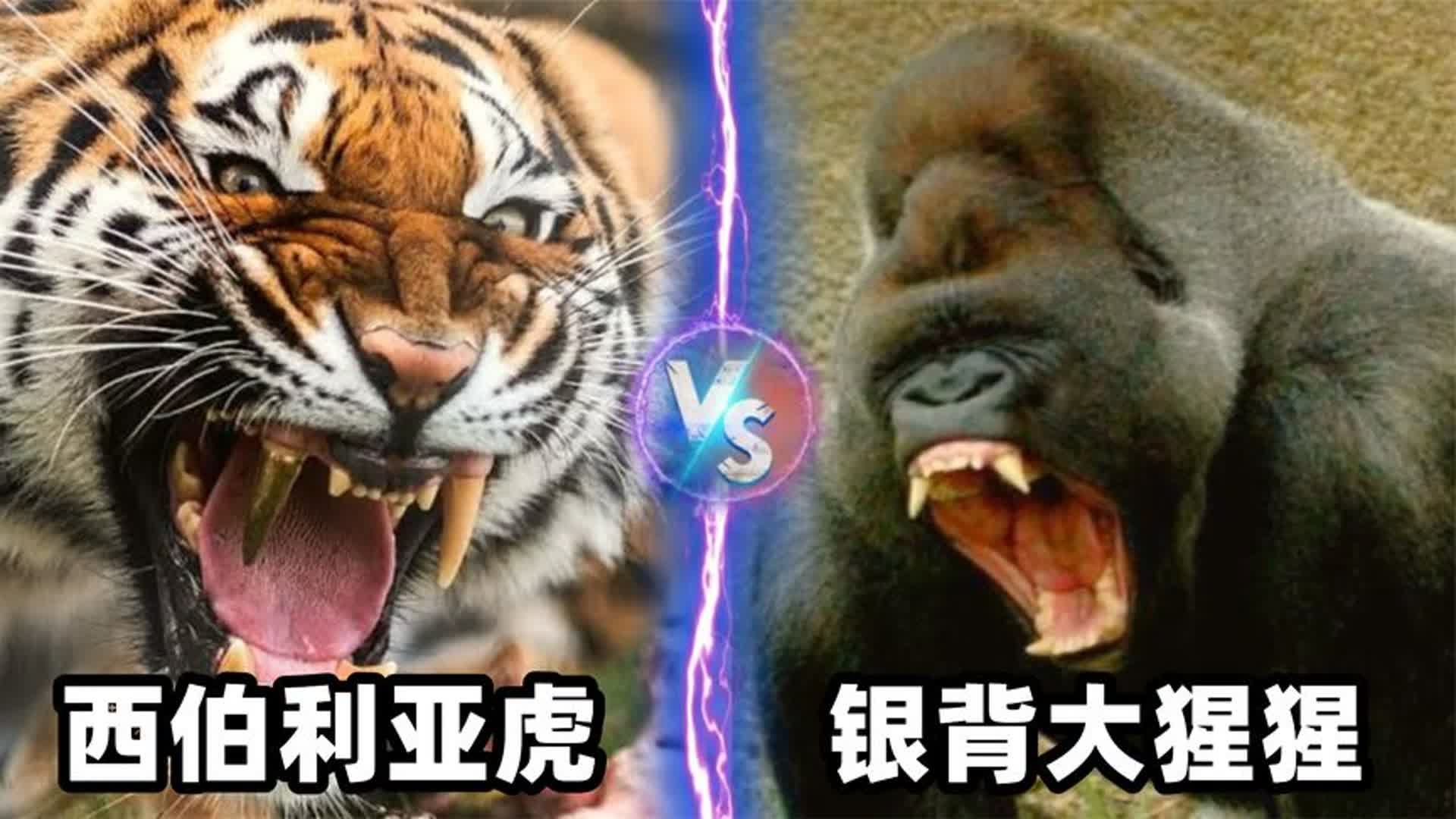 莫雷利亚vs老虎大学(莫雷利亚竞技足球俱乐部)  第2张