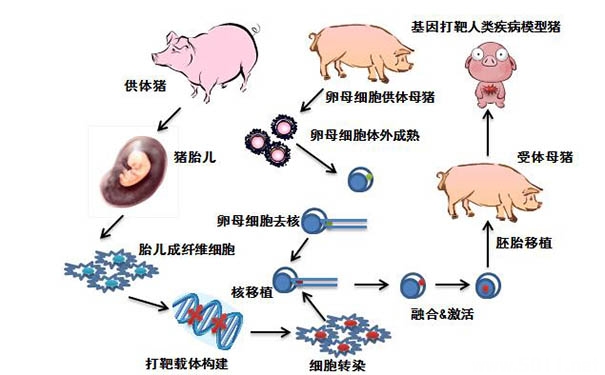 波鸿vs克隆(波鸿vs法兰克福预测)  第1张