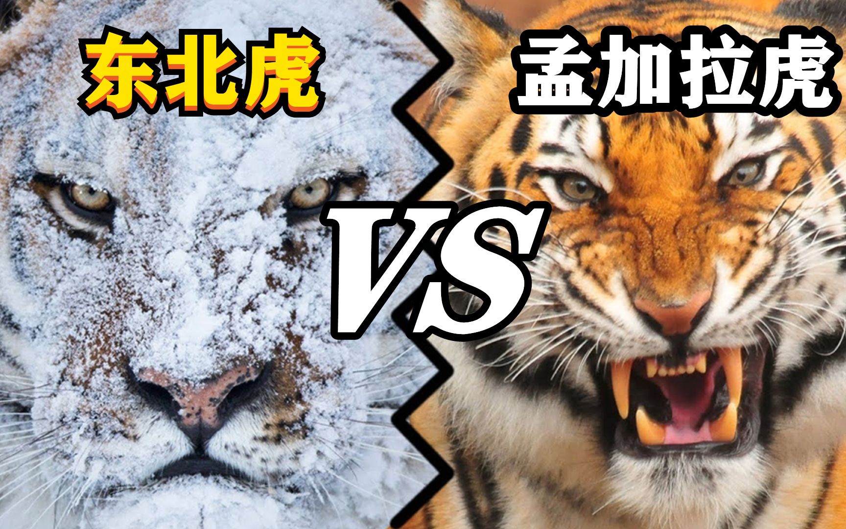 孟加拉vs菲律宾(孟加拉国vs印度比分)  第2张