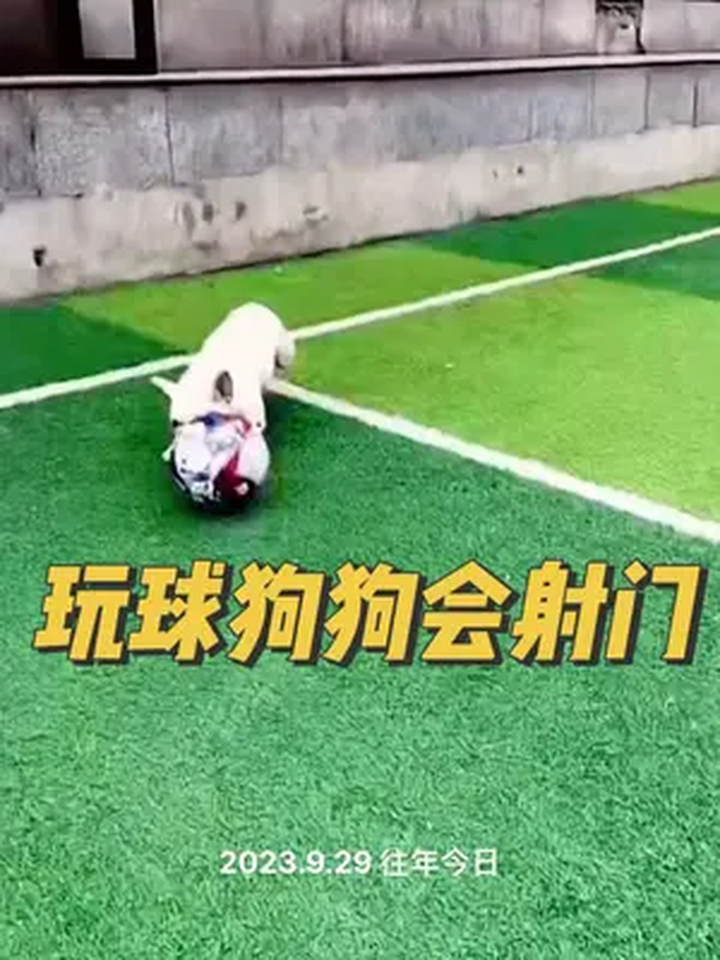 女足球狗(女子足球队的狗)  第1张