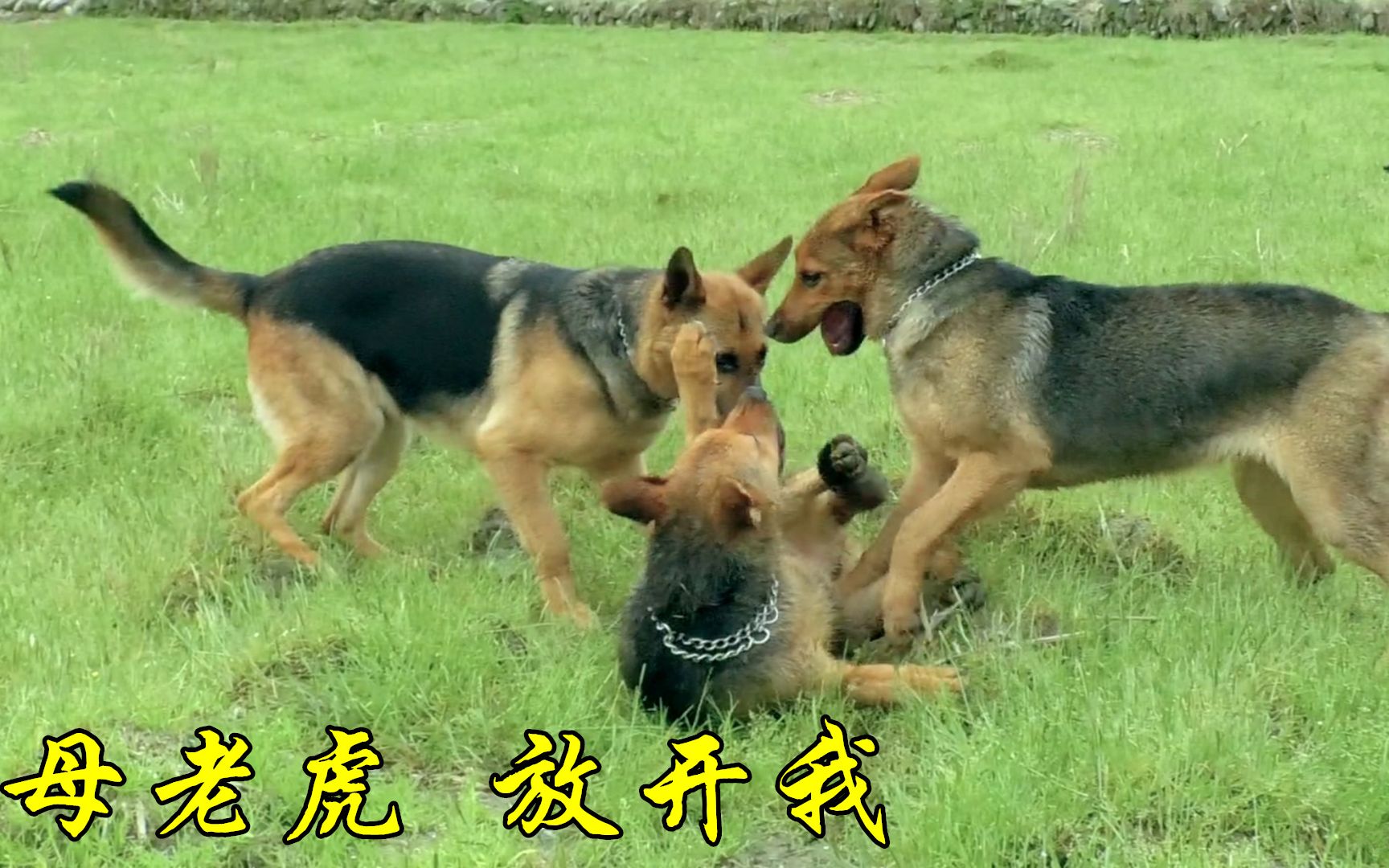 飞龙vs老虎(老虎和飞龙谁厉害) 第2张 飞龙vs老虎(老虎和飞龙谁厉害) 第2张